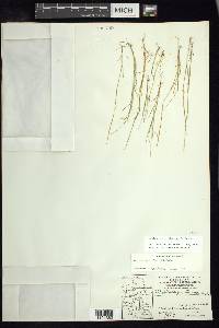 Muhlenbergia eludens image