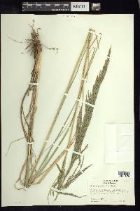 Muhlenbergia emersleyi image