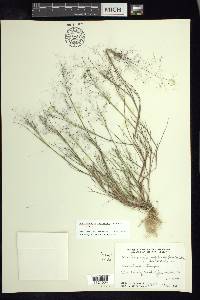 Muhlenbergia implicata image