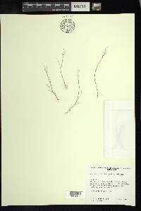 Muhlenbergia annua image