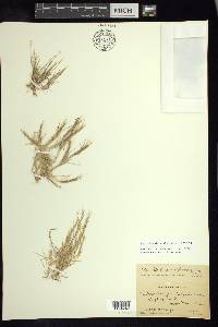 Muhlenbergia pectinata image