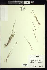 Muhlenbergia peruviana image