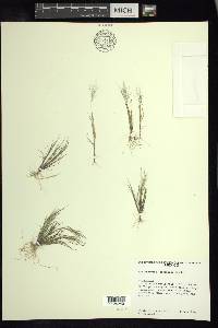 Muhlenbergia crispiseta image