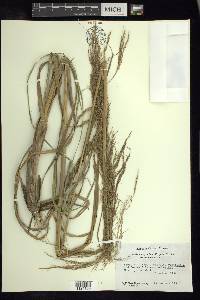 Muhlenbergia breviligula image
