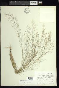 Muhlenbergia eludens image