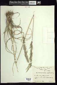Muhlenbergia pubescens image