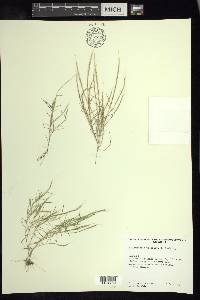 Muhlenbergia pectinata image