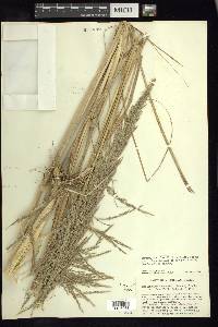 Muhlenbergia robusta image