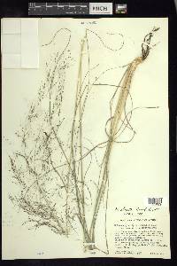 Muhlenbergia stricta image