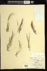 Muhlenbergia tenella image