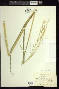 Oryza latifolia image