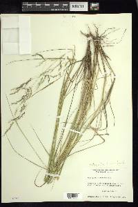Oryzopsis florulenta image