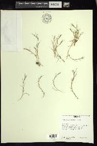 Muhlenbergia vaginata image