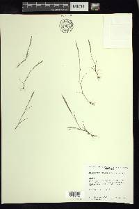 Muhlenbergia strictior image