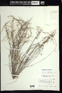 Muhlenbergia tenuifolia image