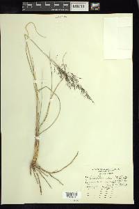 Muhlenbergia rigida image