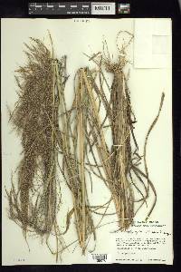 Muhlenbergia speciosa image