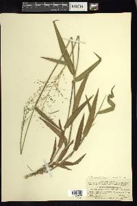 Panicum albomaculatum image
