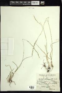 Muhlenbergia virescens image