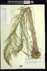 Muhlenbergia stricta image