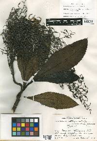 Bocconia oblanceolata image