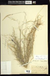 Muhlenbergia tenuifolia image