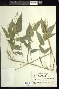 Olyra latifolia image