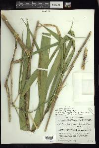 Otatea fimbriata image