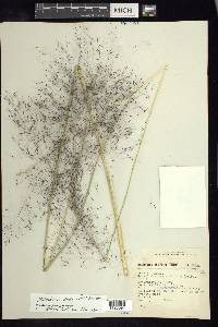 Muhlenbergia stricta image