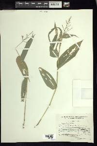 Olyra latifolia image