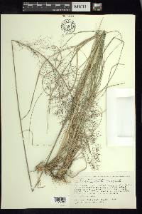 Muhlenbergia stricta image