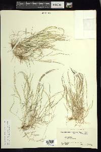 Muhlenbergia tenella image