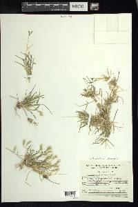 Bouteloua dimorpha image