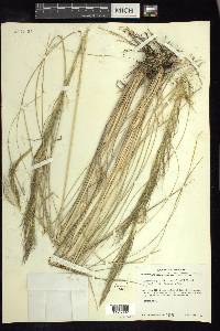 Muhlenbergia stricta image