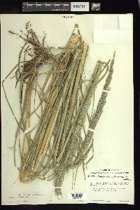 Muhlenbergia robusta image