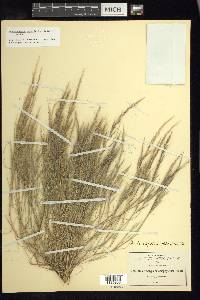 Muhlenbergia tenuifolia image