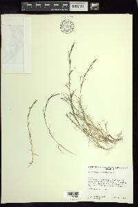 Muhlenbergia vaginata image