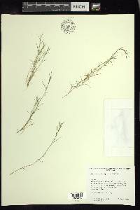Muhlenbergia vaginata image