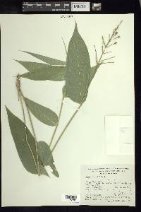 Olyra latifolia image