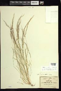 Muhlenbergia tenella image