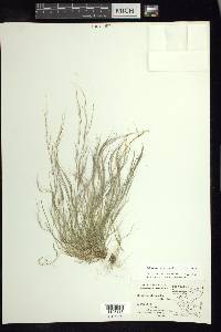 Muhlenbergia tenella image