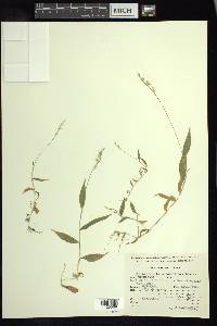 Oplismenus burmannii image
