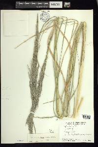 Muhlenbergia robusta image