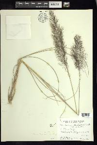 Muhlenbergia stricta image