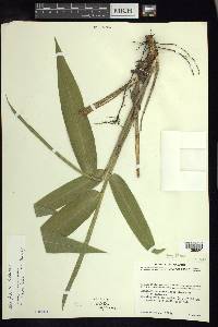 Otatea fimbriata image