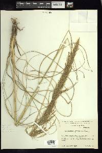 Muhlenbergia speciosa image