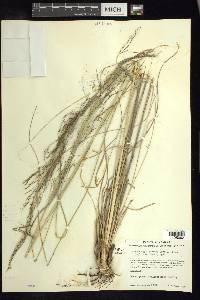 Muhlenbergia stricta image