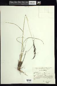 Muhlenbergia rigida image