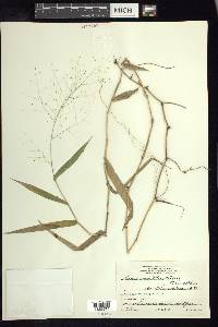 Panicum bartlettii image