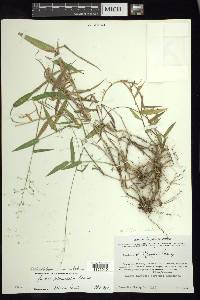 Panicum albomaculatum image